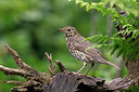 BUITEN BEELD Foto: 451506