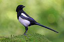 BUITEN BEELD Foto: 451509