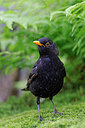 BUITEN BEELD Foto: 451514
