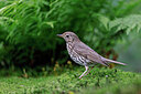 BUITEN BEELD Foto: 451515