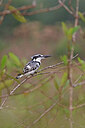 BUITEN BEELD Foto: 451517