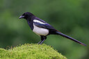 BUITEN BEELD Foto: 451518