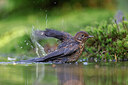 BUITEN BEELD Foto: 451525