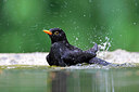 BUITEN BEELD Foto: 451529