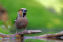 BUITEN BEELD Foto: 451530