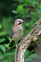 BUITEN BEELD Foto: 451532