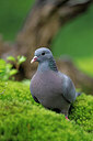 BUITEN BEELD Foto: 451535