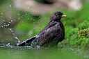 BUITEN BEELD Foto: 451545