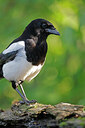 BUITEN BEELD Foto: 451546