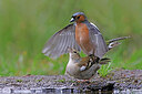 BUITEN BEELD Foto: 451547