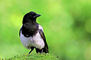 BUITEN BEELD Foto: 451553