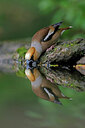 BUITEN BEELD Foto: 451563