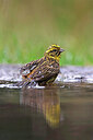 BUITEN BEELD Foto: 451566