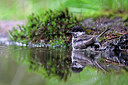 BUITEN BEELD Foto: 451567