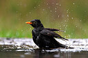 BUITEN BEELD Foto: 451570