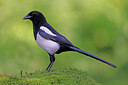 BUITEN BEELD Foto: 451575