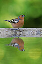 BUITEN BEELD Foto: 451576