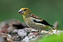 BUITEN BEELD Foto: 451579