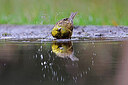 BUITEN BEELD Foto: 451580