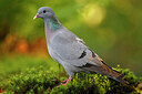 BUITEN BEELD Foto: 451588