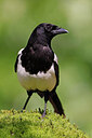 BUITEN BEELD Foto: 451595