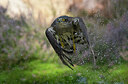 BUITEN BEELD Foto: 451610