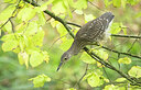 BUITEN BEELD Foto: 451613