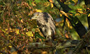 BUITEN BEELD Foto: 451615