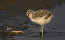 BUITEN BEELD Foto: 451619