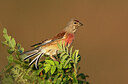 BUITEN BEELD Foto: 451621