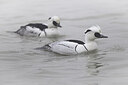 BUITEN BEELD Foto: 451639