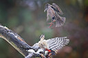 BUITEN BEELD Foto: 451645