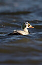 BUITEN BEELD Foto: 451664