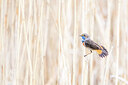 BUITEN BEELD Foto: 451679