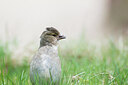 BUITEN BEELD Foto: 451688