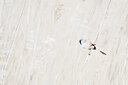 BUITEN BEELD Foto: 451698