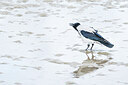 BUITEN BEELD Foto: 451700