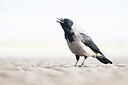 BUITEN BEELD Foto: 451702