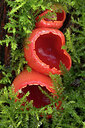 BUITEN BEELD Foto: 451707