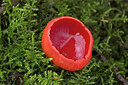 BUITEN BEELD Foto: 451711