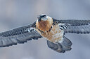 BUITEN BEELD Foto: 451714