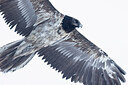 BUITEN BEELD Foto: 451716