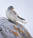 BUITEN BEELD Foto: 451722