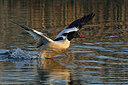 BUITEN BEELD Foto: 451729