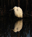 BUITEN BEELD Foto: 451734