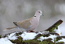 BUITEN BEELD Foto: 451753