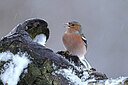 BUITEN BEELD Foto: 451755