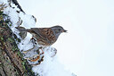 BUITEN BEELD Foto: 451759