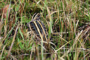 BUITEN BEELD Foto: 451765