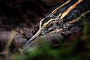 BUITEN BEELD Foto: 451772